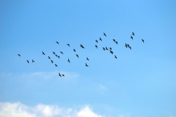 flock of birds in flight