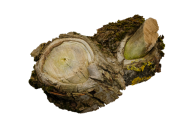 Cut tree branches. Crown reduction, crown thinning, dead pruning. Poplar pruning, wood cutting, tree maintenance.