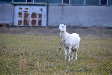 Obraz premium white goat in the meadow