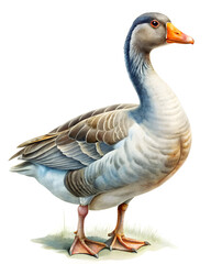 watercolor goose on the white background