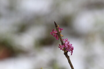 flower of the plant wolf's bast in the forest in mid-spring