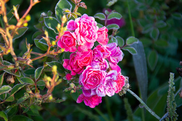 Small pink roses covered with frost in the autumn garden