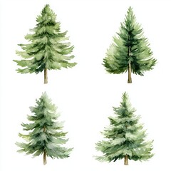 Fototapeta premium Watercolor Painting of Four Evergreen Trees
