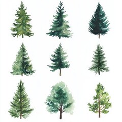 Watercolor Paintings of Various Evergreen Trees