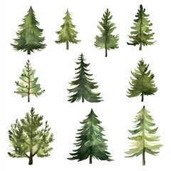 Fototapeta premium Watercolor Paintings of Various Evergreen Trees