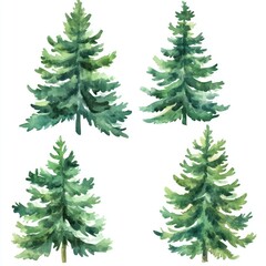 Obraz premium Watercolor Painting of Four Evergreen Trees