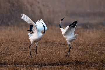black crowned cranes in flight