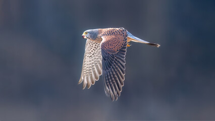 red tailed hawk in flight