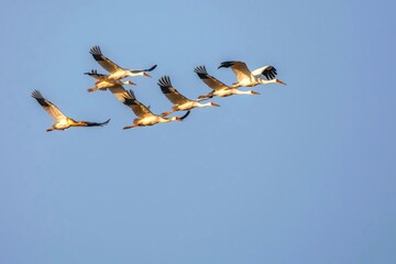 flock of seagulls