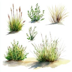 Fototapeta premium Watercolor painting of various desert plants and grasses