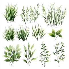Fototapeta premium Watercolor Collection of Green Grass and Leaf Illustrations