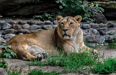 Asian lioness on the ground. Latin name - Panthera leo	
