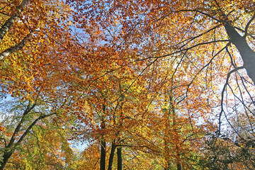 Decoy Country Park, Devon in Autumn	