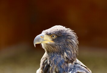 portrait of a eagle