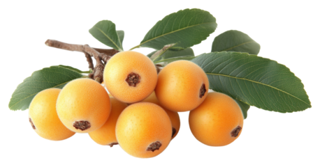 Harvesting delicious loquats orchard food nature isolated on transparent background