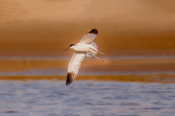 seagull flying in the sea