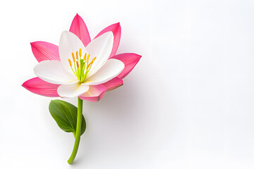 Pink Lotus flower blossom isolated on white background. Water lily flower close up