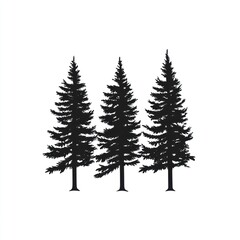Fototapeta premium Three Silhouettes of Evergreen Trees Stand Tall