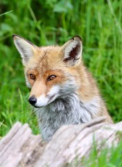 red fox 