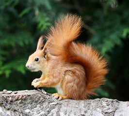 squirrel in the forest