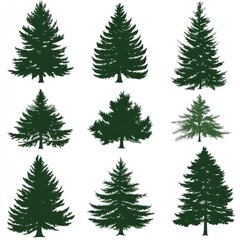 Fototapeta premium Nine Evergreen Tree Silhouettes on White Background