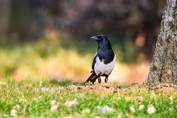 crow on the grass