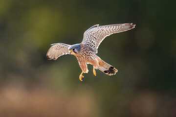red kite in flight