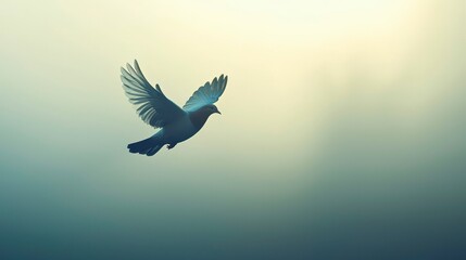 Fototapeta premium Dove Bird Flying in Soft Light