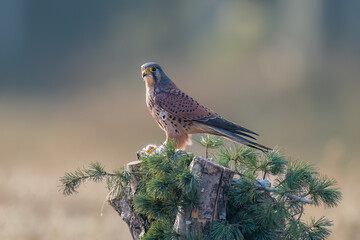 red tailed hawk perched on branch