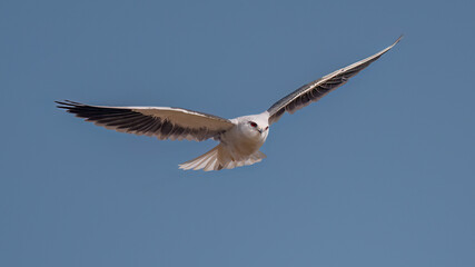 flying birds in the wildlife