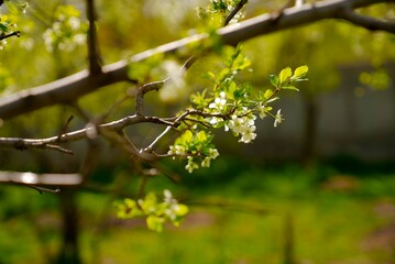 blooming cherry tree