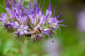 Honey bee collecting nectar from a blooming Phacelia flower. Pollination in action with delicate purple petals and green background. Macro shot of bee on a vibrant wildflower.