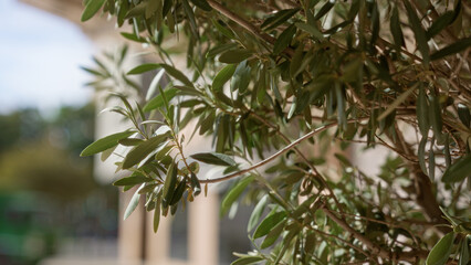 Olive tree branches with lush green leaves in an outdoor setting in murcia, spain, showcasing the mediterranean flora's natural beauty under sunlight.