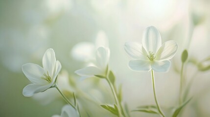 Soft focus image of delicate white flowers in sunlight.