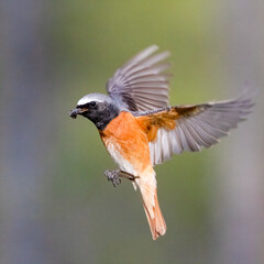 Common redstart