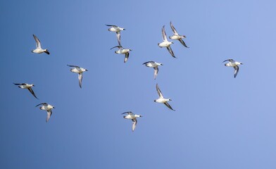 flock of seagulls