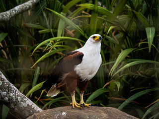 Foto retrato de águila