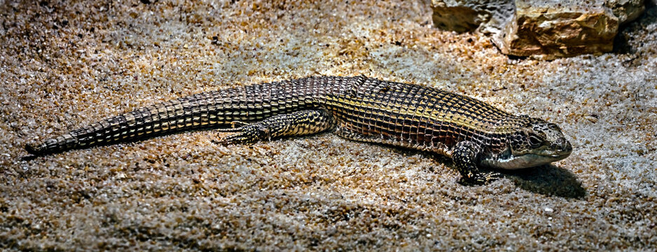 Giant plated lizard on the sand. Latin name - Gerrhosaurus validus