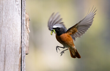 Common redstart