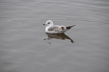 This young common gull is swimming in the sea in cloudy day.