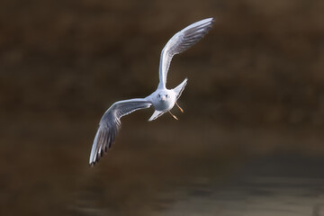 great blue heron in flight