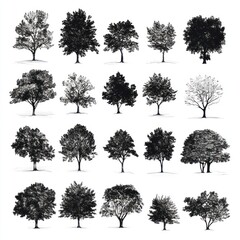 Fototapeta premium A Collection Of Twenty Four Diverse Tree Silhouettes