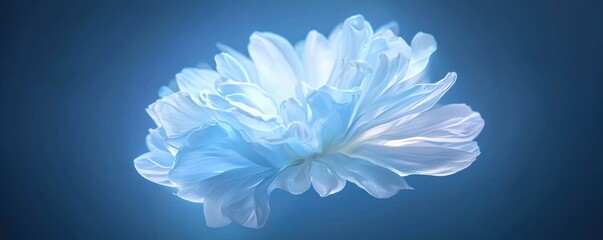 Obraz premium A delicate blue flower floats gracefully against a soft, luminous background, showcasing intricate petals and a serene aesthetic.