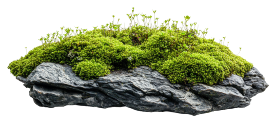 Mossy rock formation nature plant life view isolated on transparent background