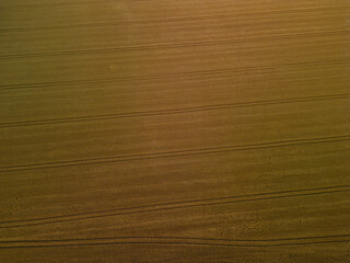 Aerial shoot with an wheat land in Romania, the country also known as the Granary of Europe. Golden plain with grains cultivated for the production of flour seen from above