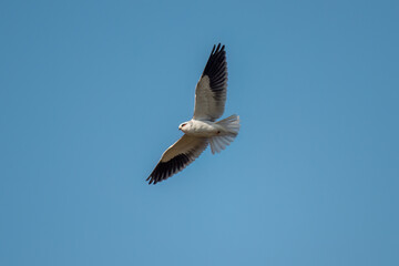 flying seagull in flight