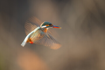 hummingbird on the branch