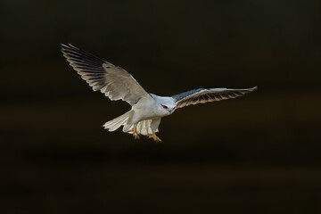 black backed vulture
