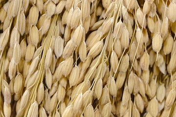 Unprocessed ripe dry ears of rice