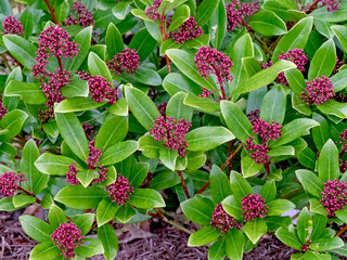 Pink flower buds on a Skimmia bush